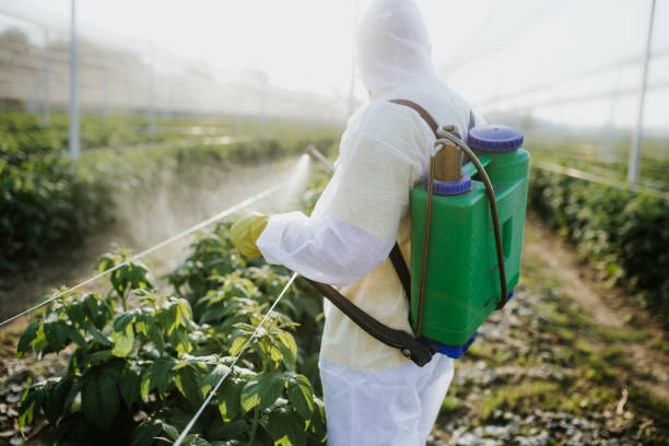 Best Wasp Removal Services  in Manatee Road, FL
